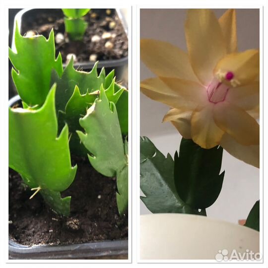 Декабрист шлюмбергера сортовые