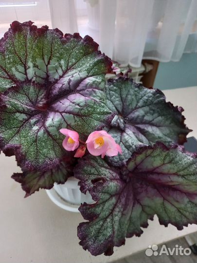 Комнатные цветы