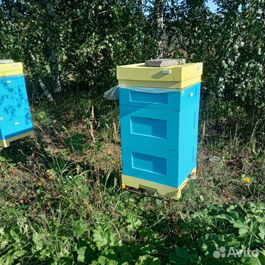 Пчелосемьи
