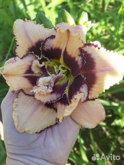 Продаю лилейник neptune’S daughter и др