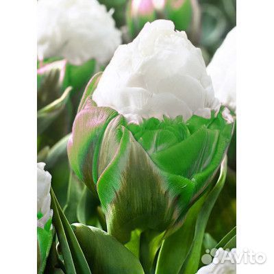 Тюльпаны пломбир