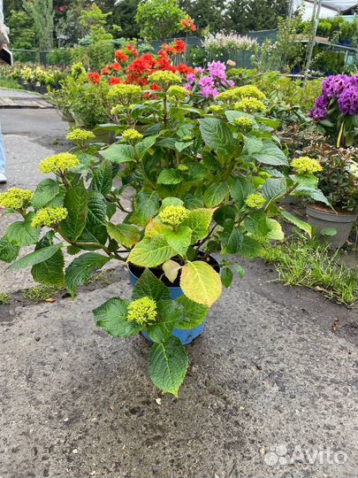 Гортензия Вечное лето