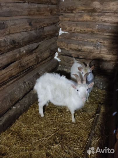 Козы, козлята, козлы