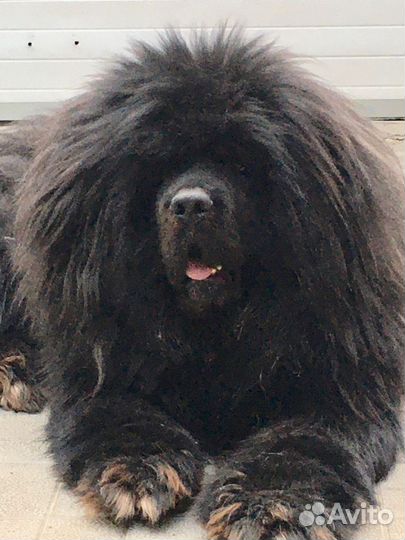 Тибетский мастиф щенки