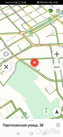 Сосна горная