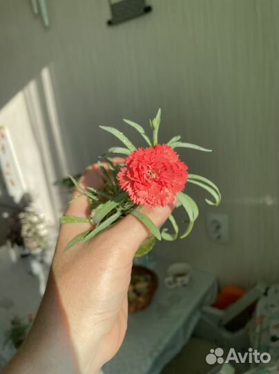 Гвоздика декоративная