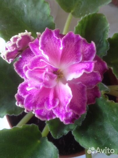 Сортовые фиалки