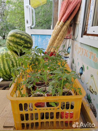 Рассада помидор