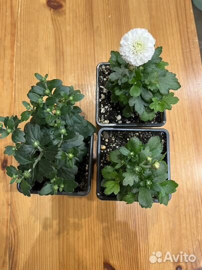 Хризантемы мультифлора