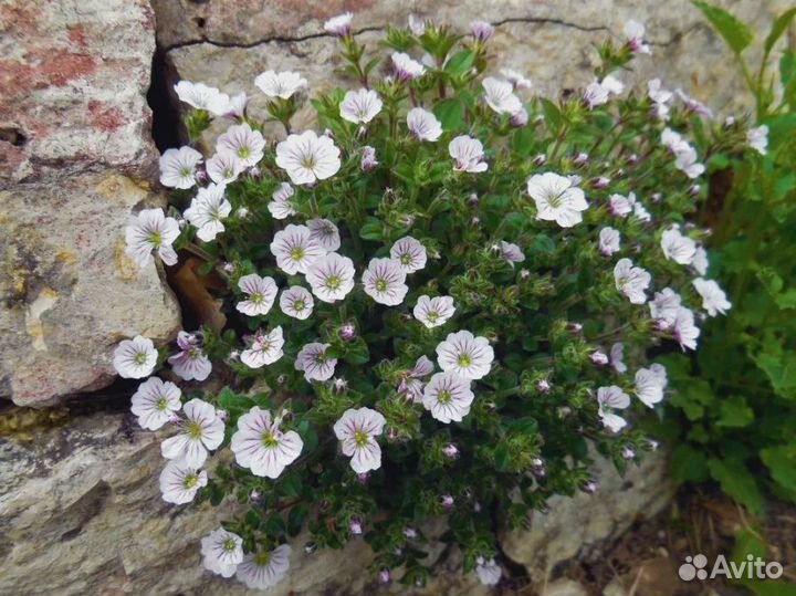 Гипсофила (Качим) ясколковидная Саженцы, Рассада