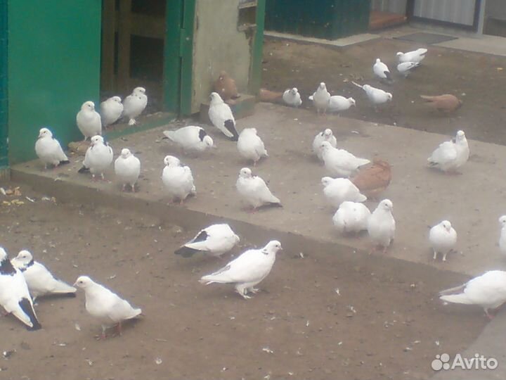 Голуби