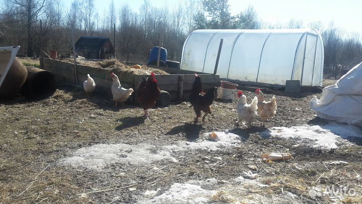 Продам молодых петухов