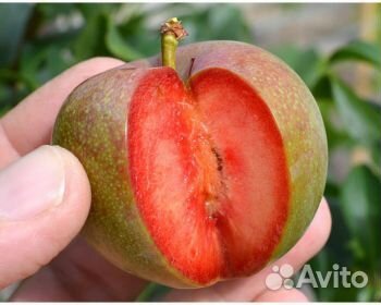 Слива Флавор Супреме /Flavor Supreme/ Саженцы