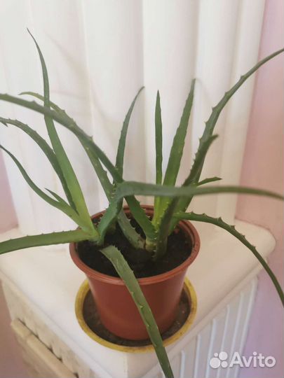 Комнатные цветы Золотой ус, Алоэ для здоровья