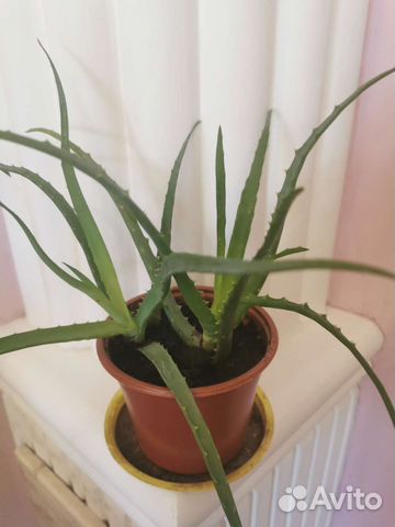 Комнатные цветы Золотой ус, Алоэ для здоровья