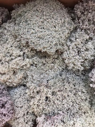 Мох ягель, Цетрария исландский мох