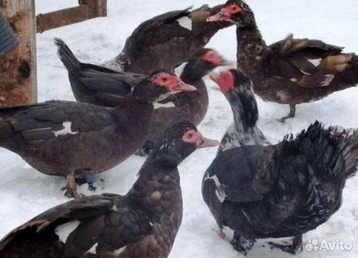 Индоутка мускусная утка