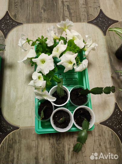 Декабрист шлюмбергера сортовые