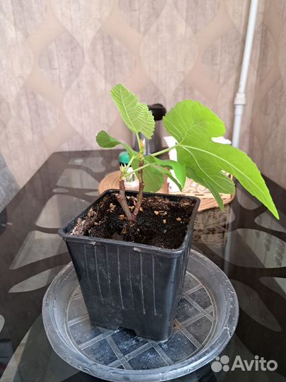 Саженцы инжира комнатный