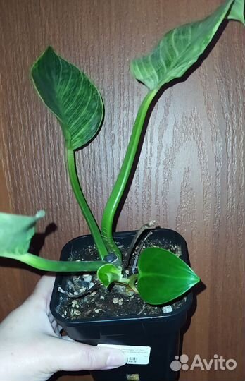 Филодендрон биркин