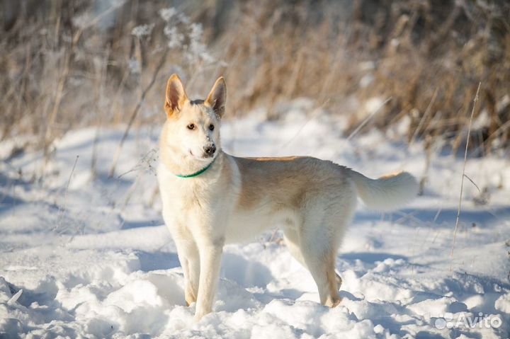 Собака в дар в добрые руки