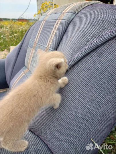 Котята 1.5мес