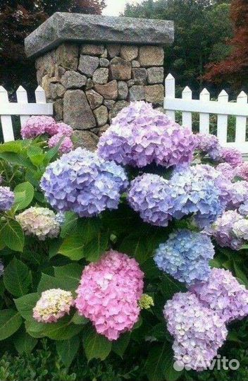 Гортензия хамелеон