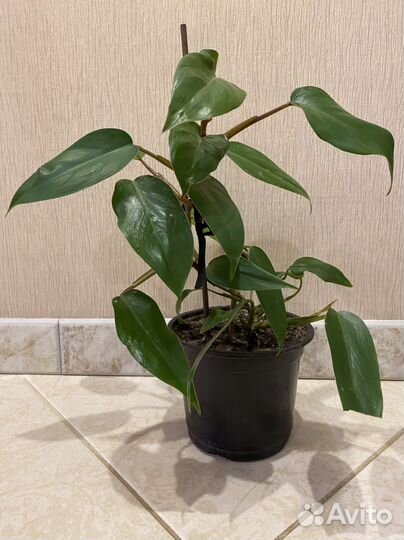 Филодендрон