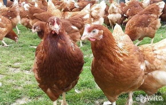 Куры молодки несушки
