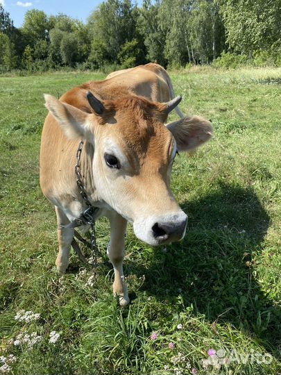 Телка джерси