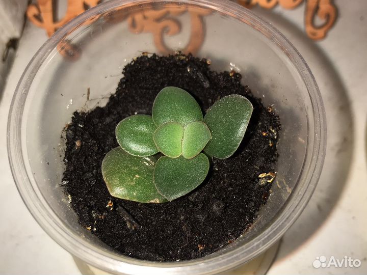 Денежное дерево