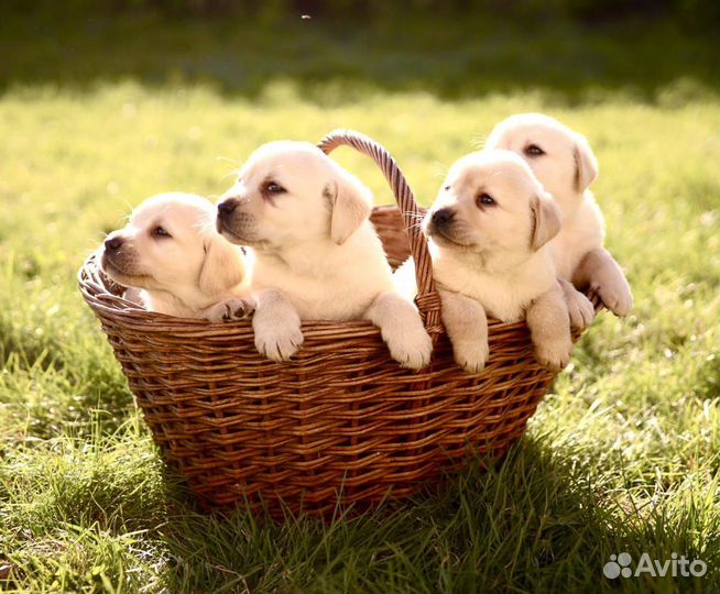 Щенки лабрадора