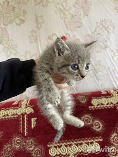 Котята в добрые руки даром