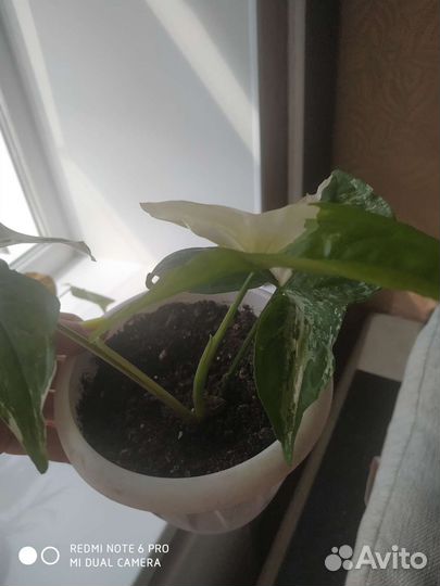 Сингониум imperial вайт