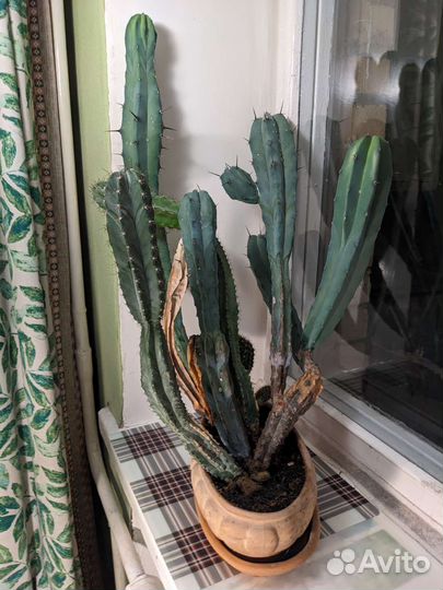 Кактус крупный