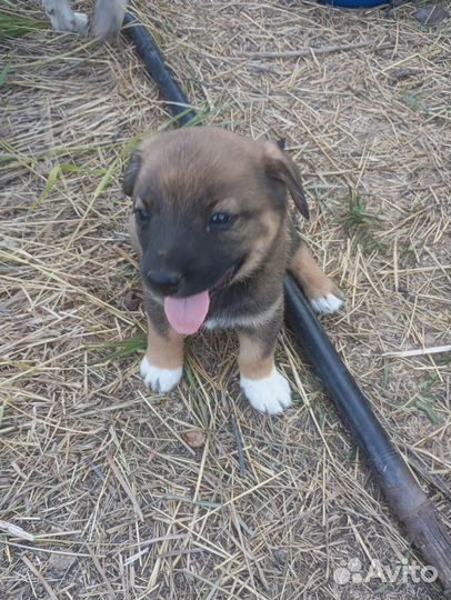 Собака в добрые руки отдам бесплатно