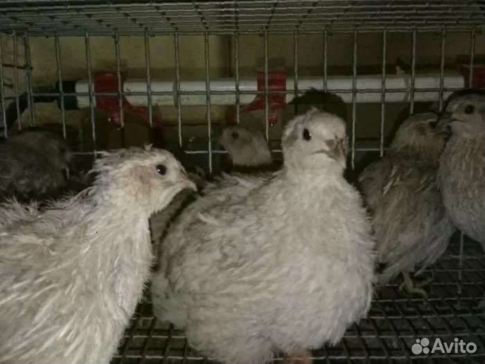 Перепела техасец