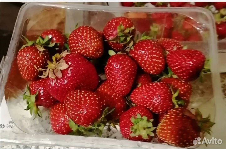 Рассада клубники ранней и средней