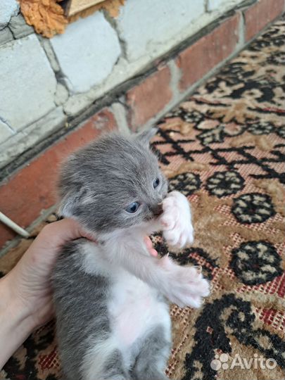 Вислоухие котята в добрые руки