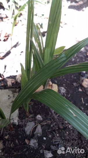 Пальма трахикарпус