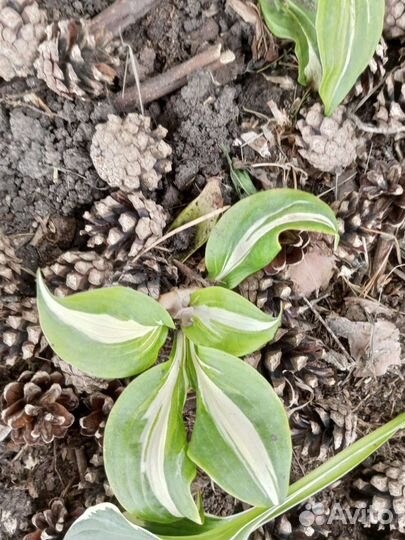 Хосты сортовые