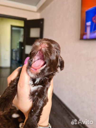 Шоколадный йорк