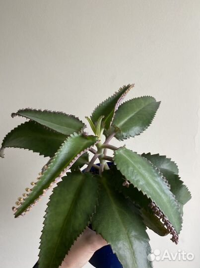 Каланхоэ лечебный