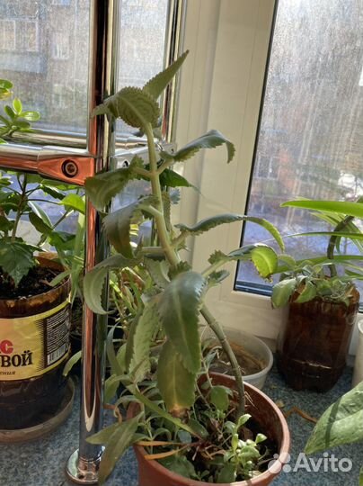 Каланхоэ лечебное