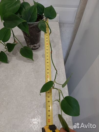 Филодендрон лазящий