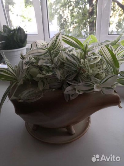 Традесканция с горшком