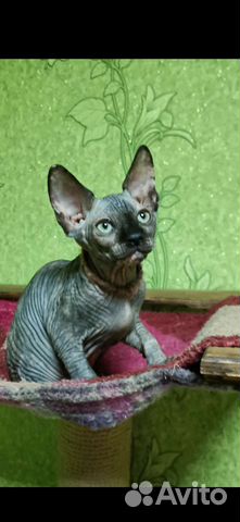 Канадский сфинкс котенок