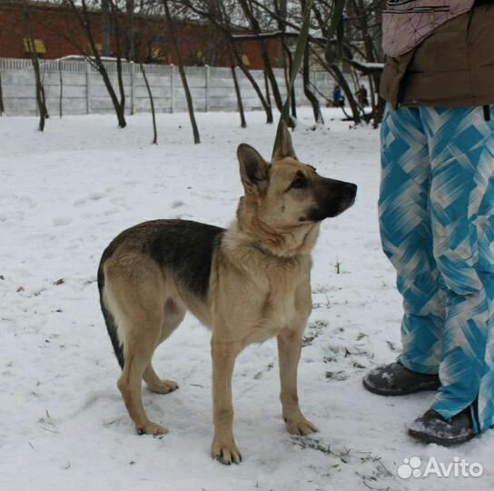 Звёздочка ждёт свою семью