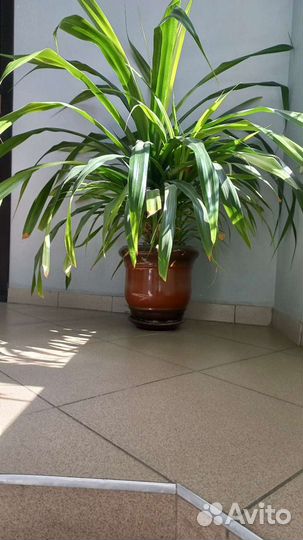 Комнатные растения цветы