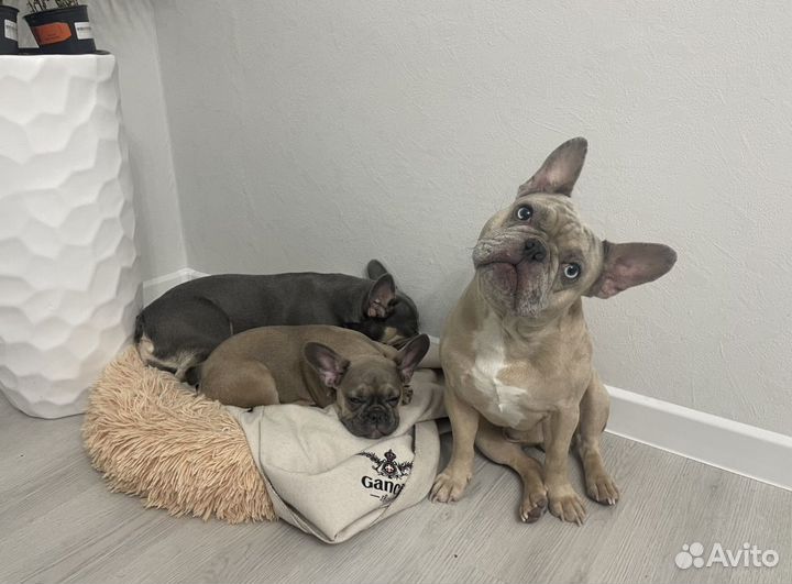 Вязка французуий бульдог